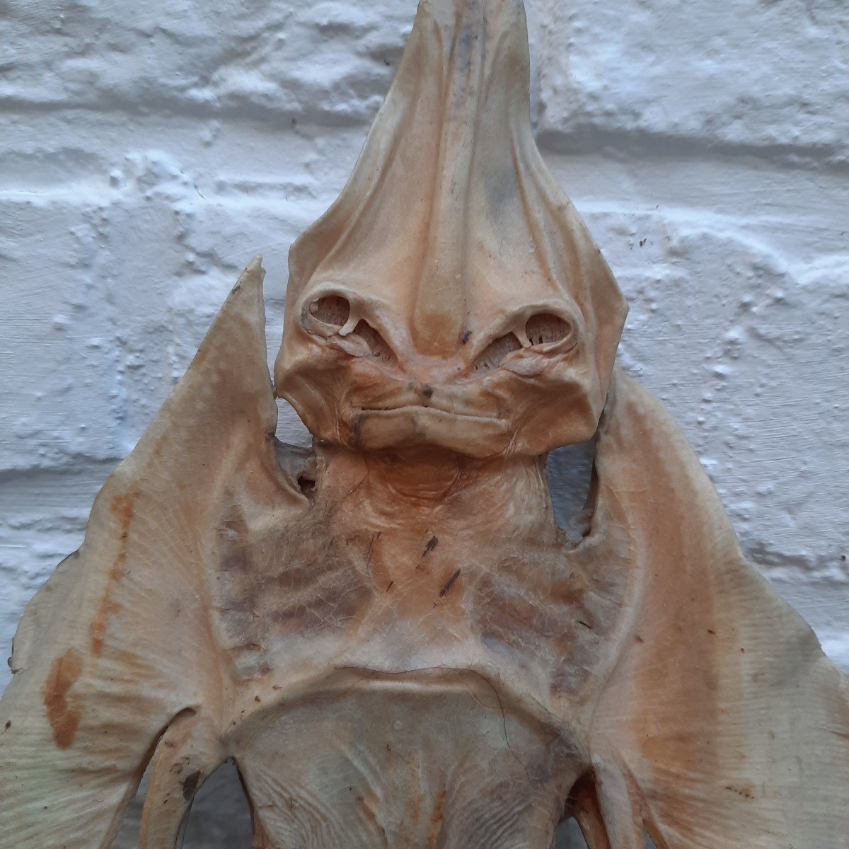 Ghost Jenny Haniver Or Friendly Face…-photo-4