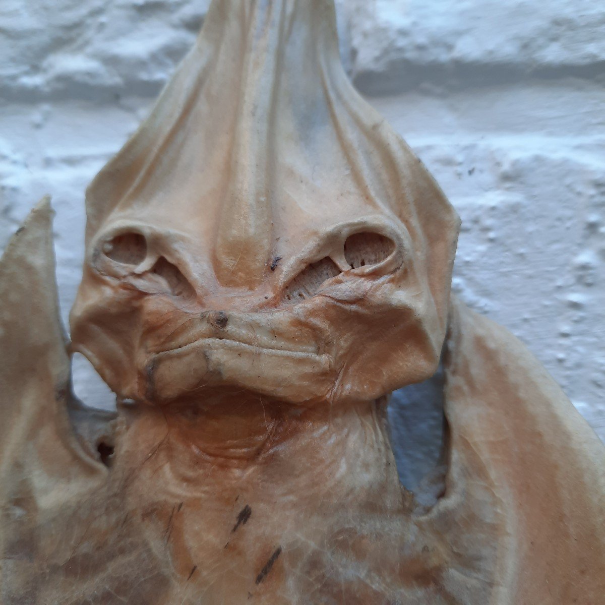 Ghost Jenny Haniver Or Friendly Face…-photo-1