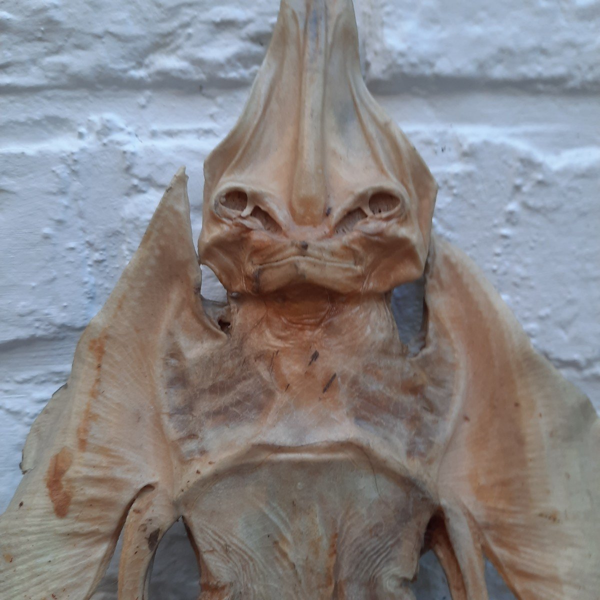 Ghost Jenny Haniver Or Friendly Face…-photo-2