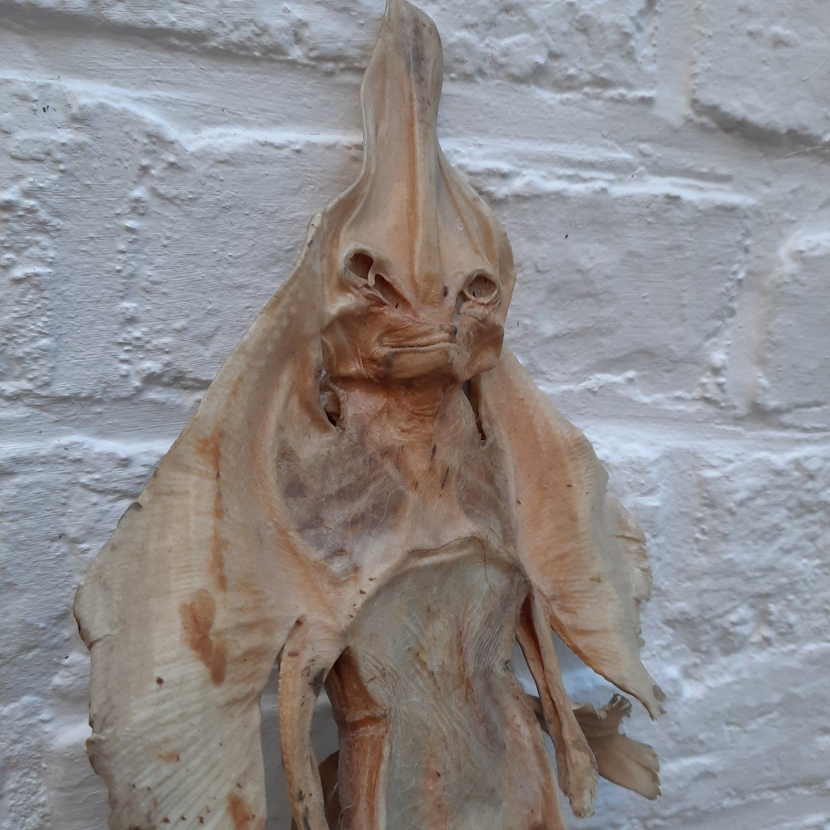 Ghost Jenny Haniver Or Friendly Face…-photo-3