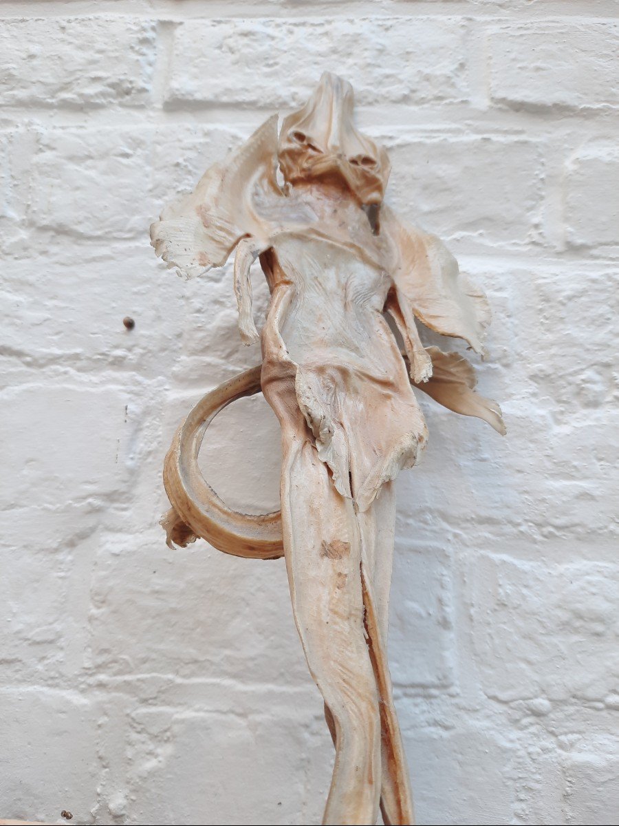 Ghost Jenny Haniver Or Friendly Face…-photo-4