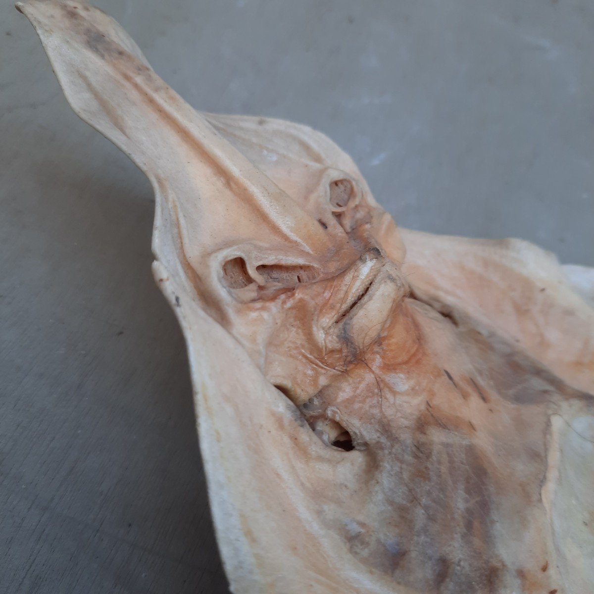 Ghost Jenny Haniver Or Friendly Face…-photo-5