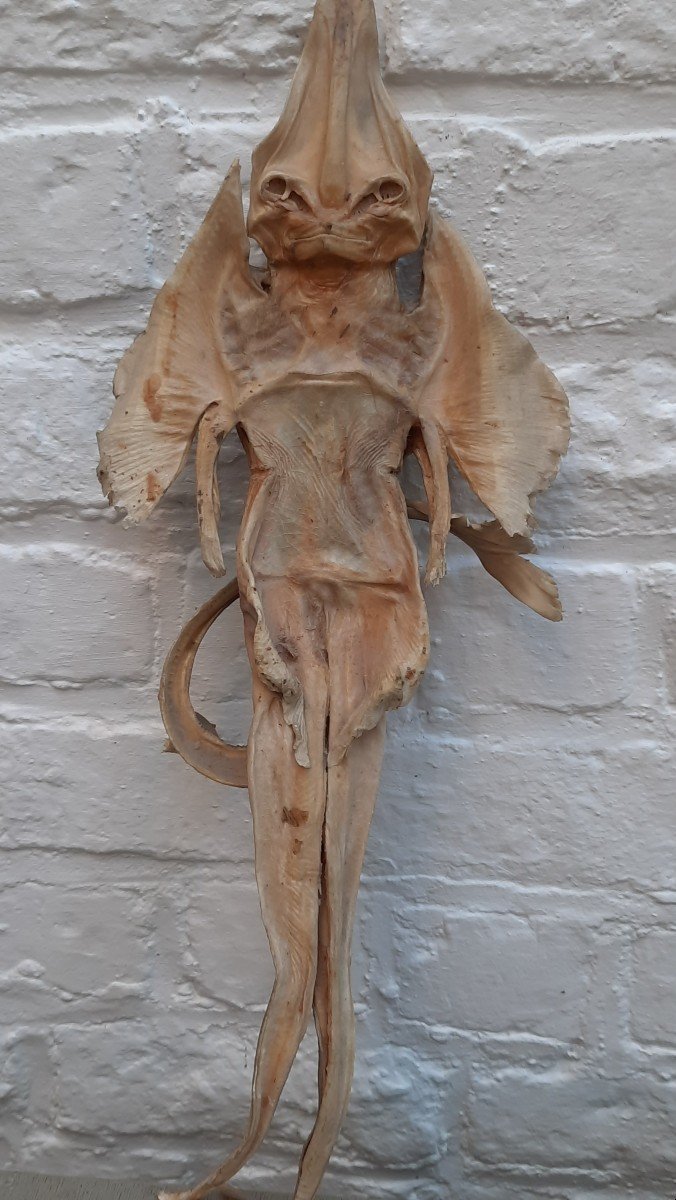 Ghost Jenny Haniver Or Friendly Face…