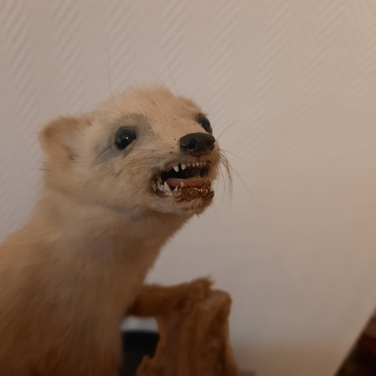 Joli Mustélidé Taxidermisé-photo-1