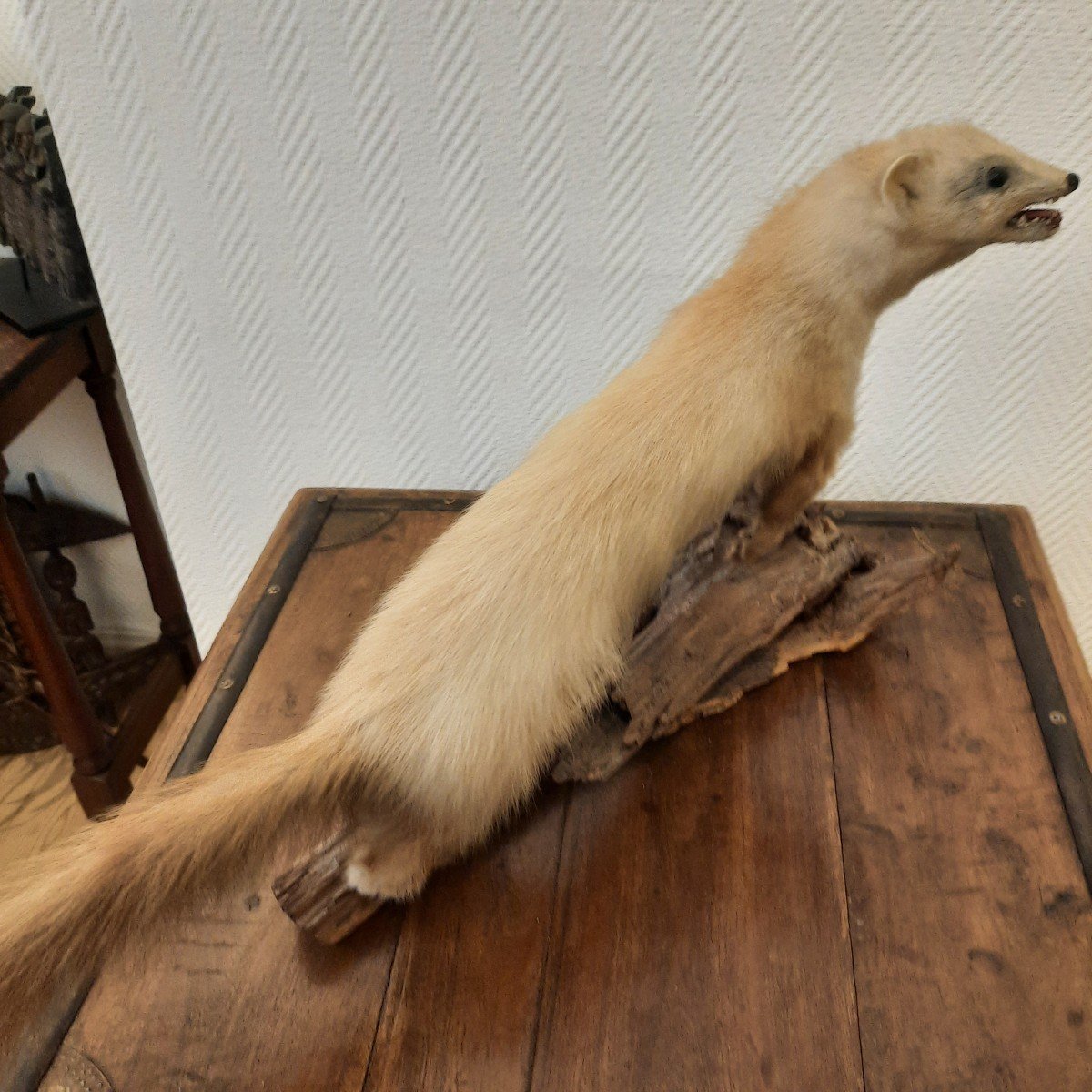 Joli Mustélidé Taxidermisé-photo-3