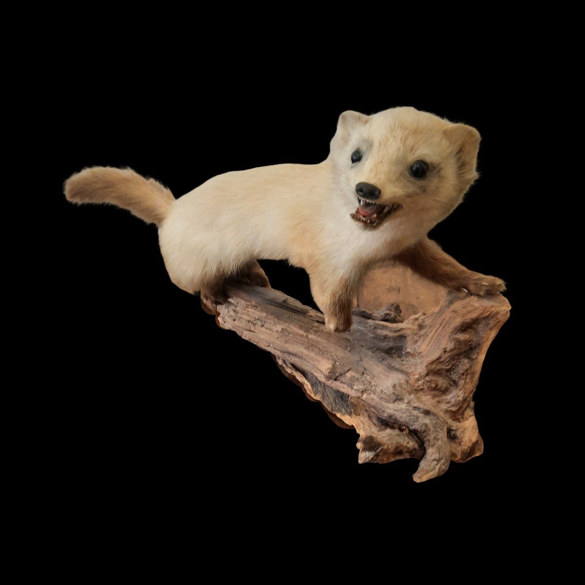 Joli Mustélidé Taxidermisé