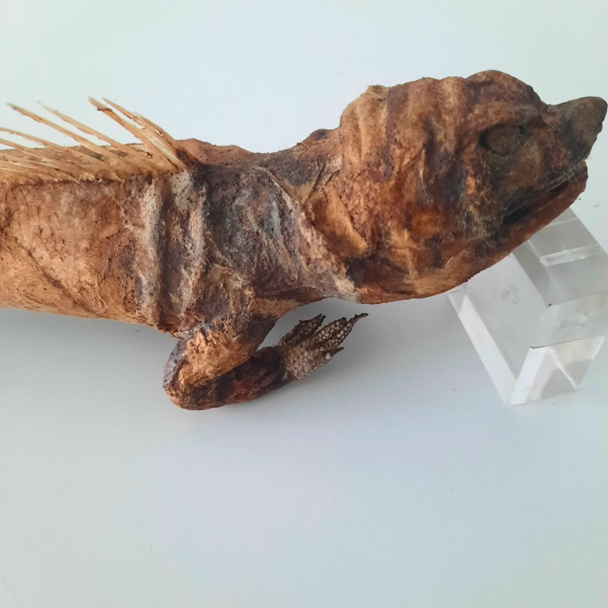 Authentic Fiji Mermaid Or Feddjee Mermaid...-photo-4