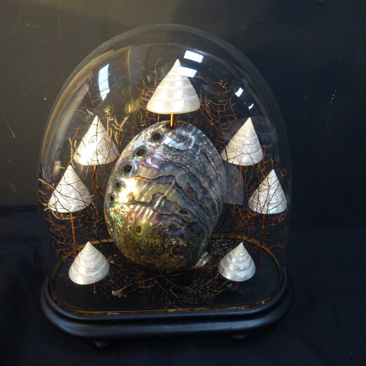 Torcas Et Abalone Sous Globe-photo-1