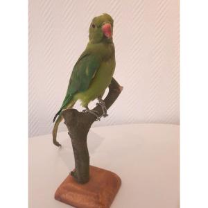 Long-tailed Green Parakeet Taxidermy