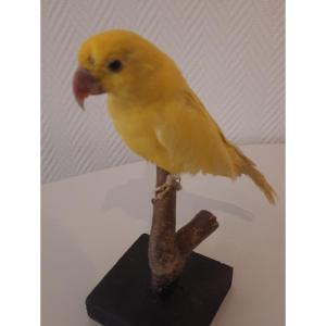 Taxidermie  Perruche Jaune Grande