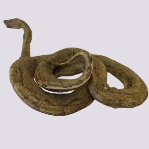  serpent taxidermie Ophiophilistes Bienvenus