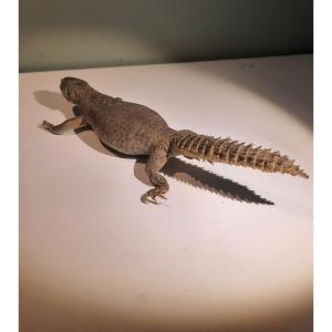 Not Even Afraid Of An Uromastyx