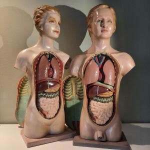 Adam And Eve Flayed Anatomical Didactic 1930