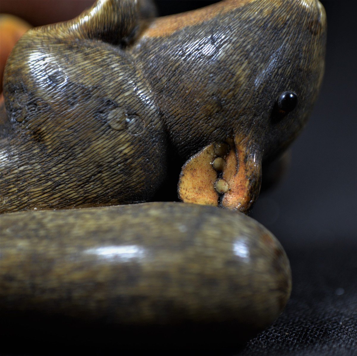 Boar Tooth Netsuke. Surprised Dormouse And Eggplant. Japan Edo Early 19th Century. Anonymous.-photo-6