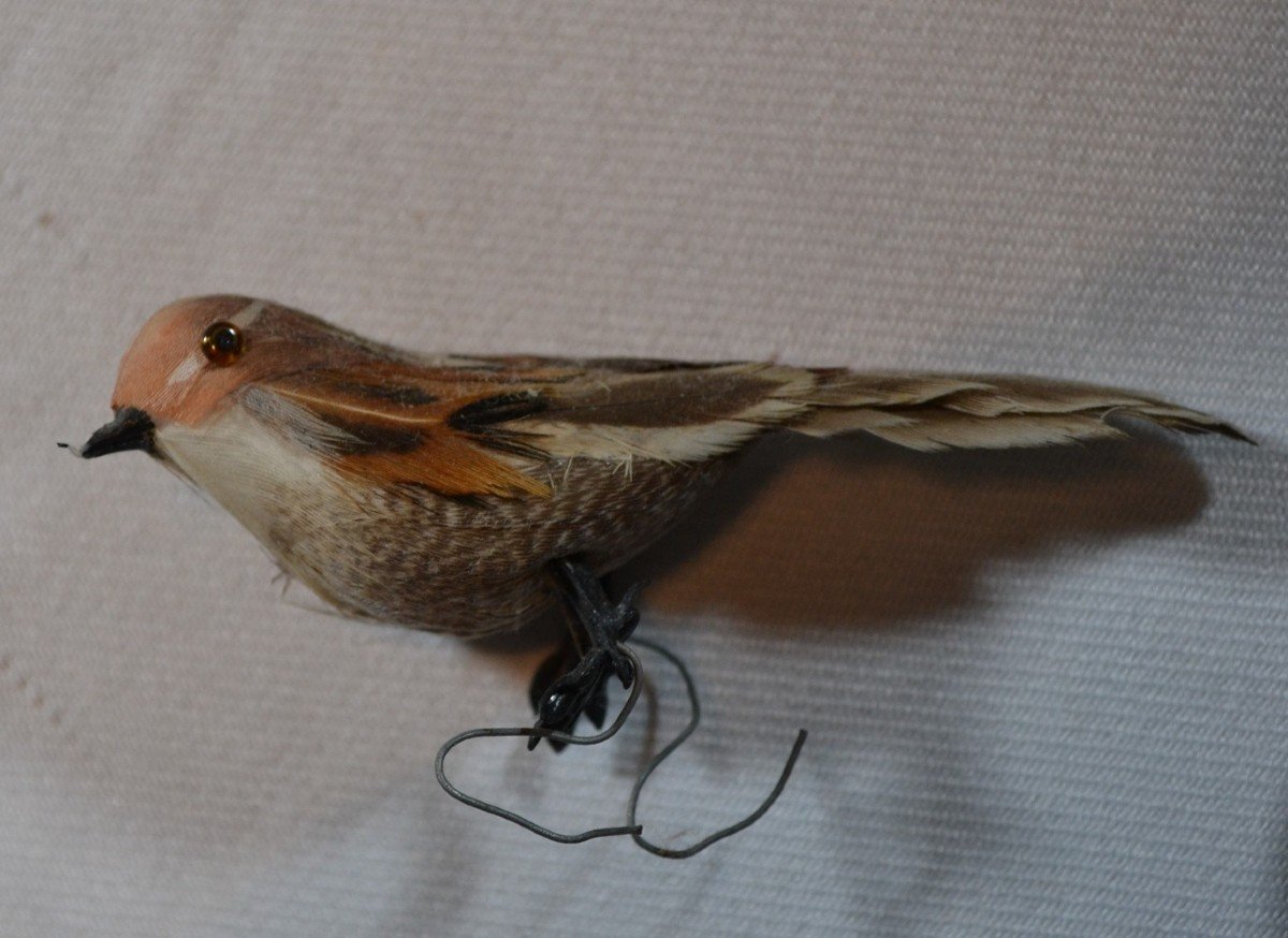 Cage à Oiseaux En Bambou.chine époque Qing 19°siècle.-photo-8