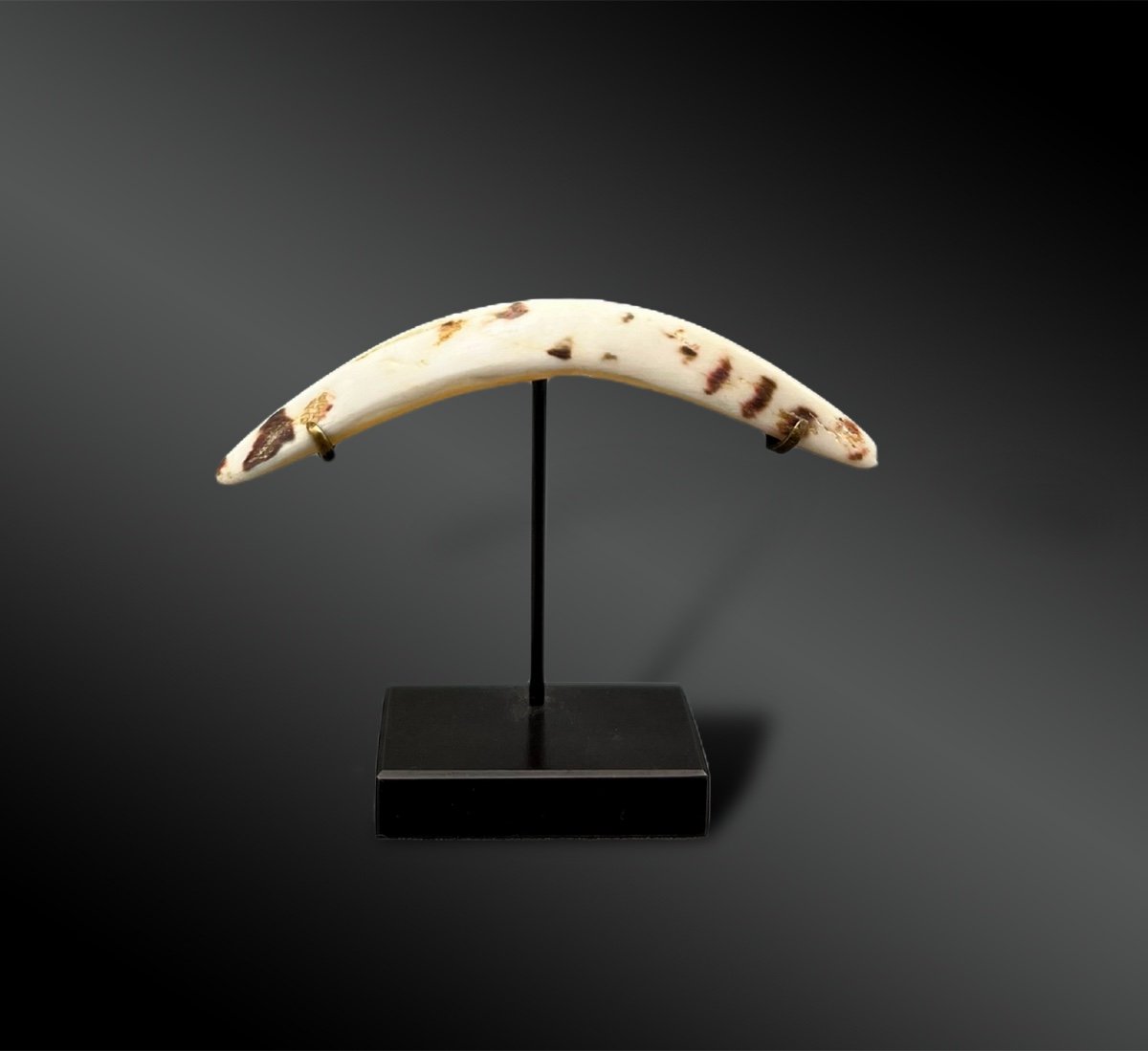 Nose Ornament - Papua New Guinea - 19th Century 