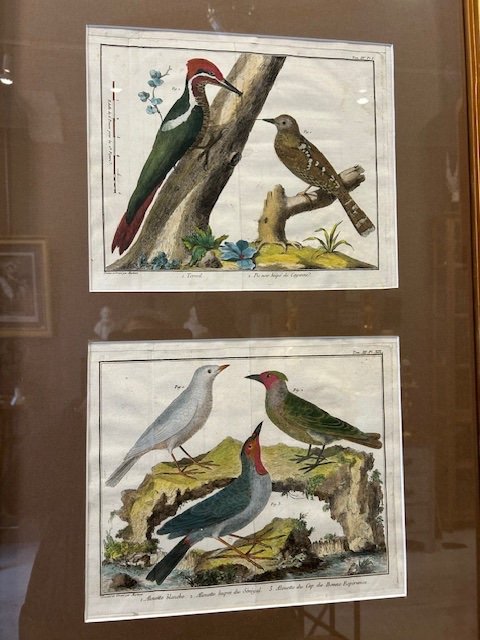 Paire d'Encadrements Avec 6 Gravures d'Oiseaux Du 18eme Siècle Par Martinet-photo-3