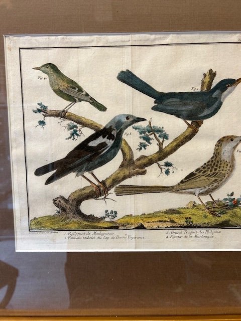 Paire d'Encadrements Avec 6 Gravures d'Oiseaux Du 18eme Siècle Par Martinet-photo-4