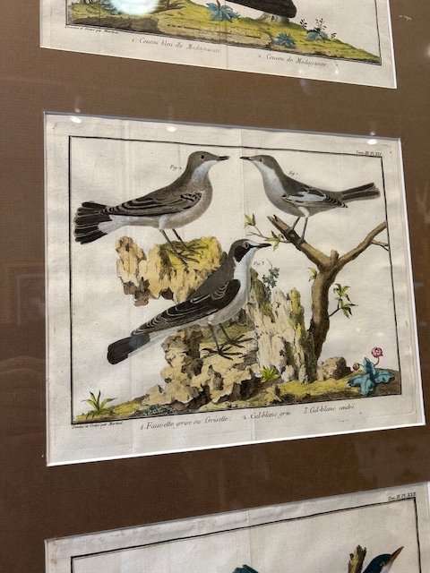 Paire d'Encadrements Avec 6 Gravures d'Oiseaux Du 18eme Siècle Par Martinet-photo-1