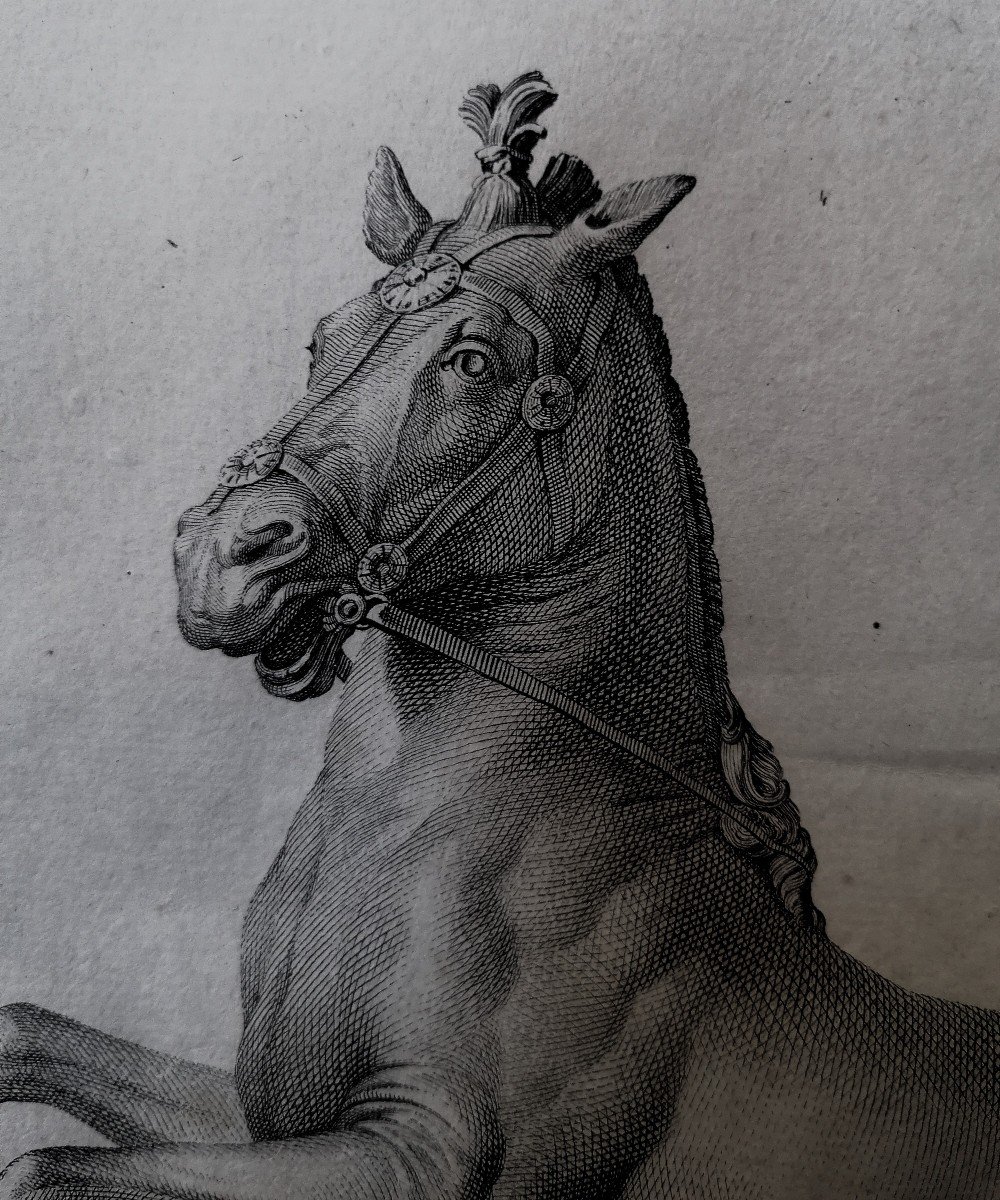 Engraving - Carlo Nolli - Prancing Horse - Herculaneum Antiquities Series - 18th Century - -photo-3