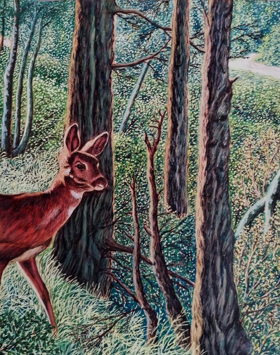 Watercolor - Portrait Of A Doe In The Forest - 20th Century --photo-3