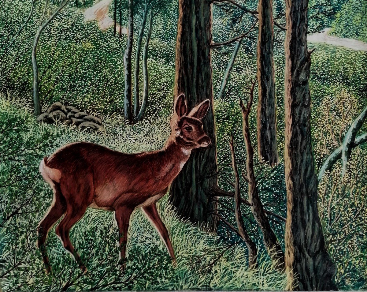 Aquarelle - Portrait d'une Biche Dans la Foret - XXème Siècle -