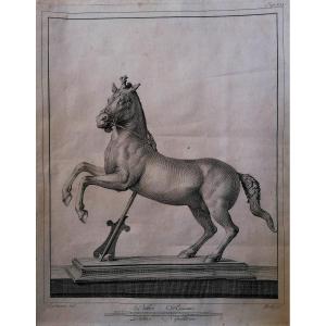 Gravure - Carlo Nolli - Cheval Cabré - Série Des Antiquités d'Herculaneum - XVIIIème - 