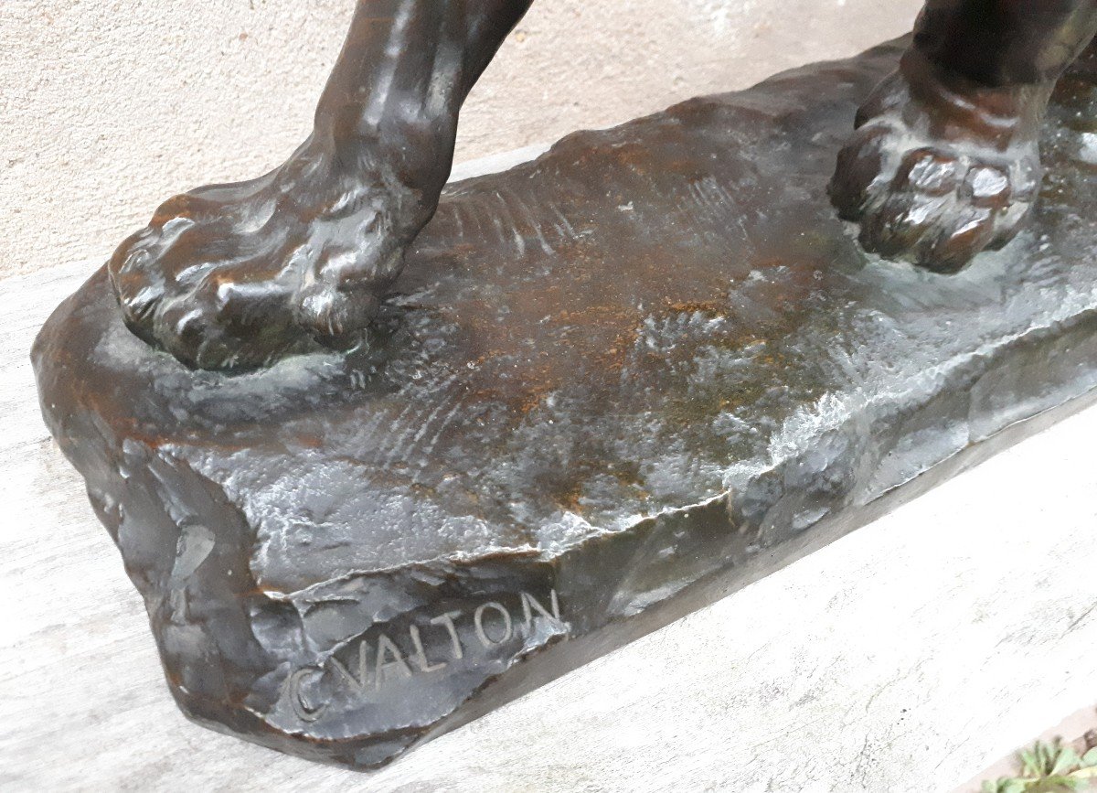 Large Bronze Sculpture (68 Cm) Of An Injured Lioness, By Charles Valton, France 19th Century-photo-4