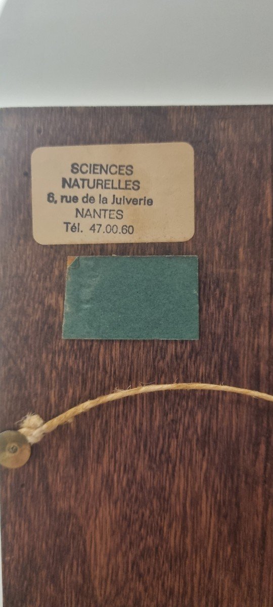 Entomology Box (beetles) Circa 1950-photo-4