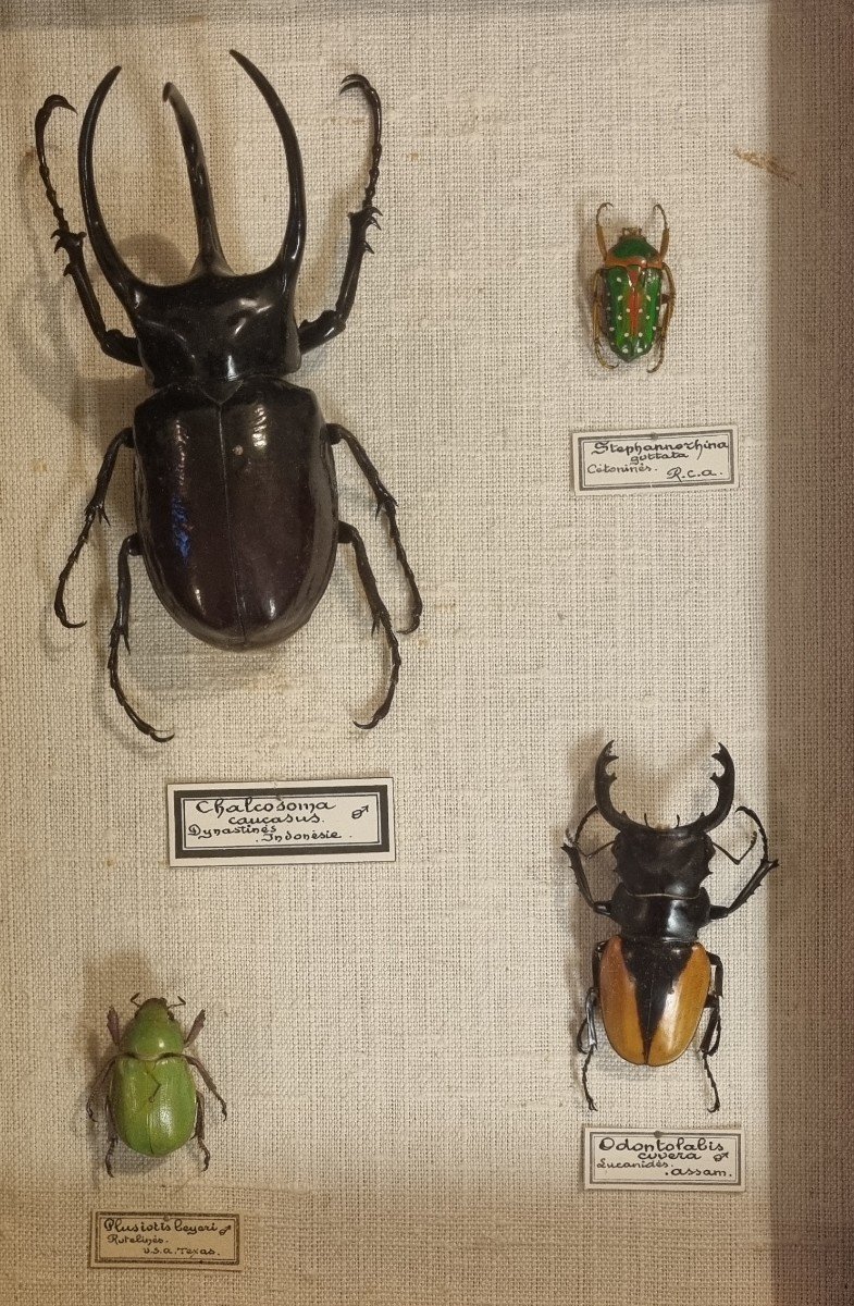 Entomology Box (beetles) Circa 1950