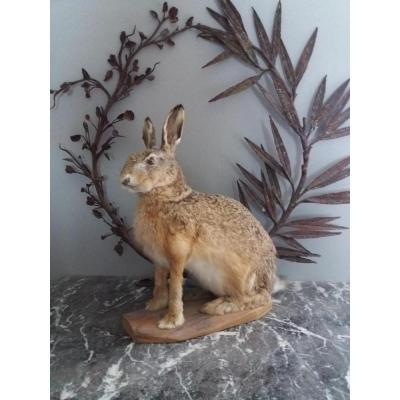 Rabbit Des Champs .... Taxidermy 1950s