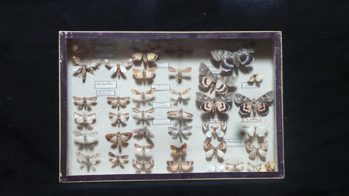 Entomology Box-photo-1