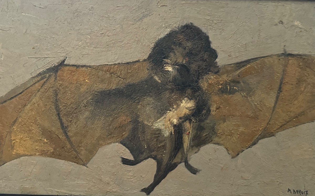 Portrait Of A Bat  -photo-1