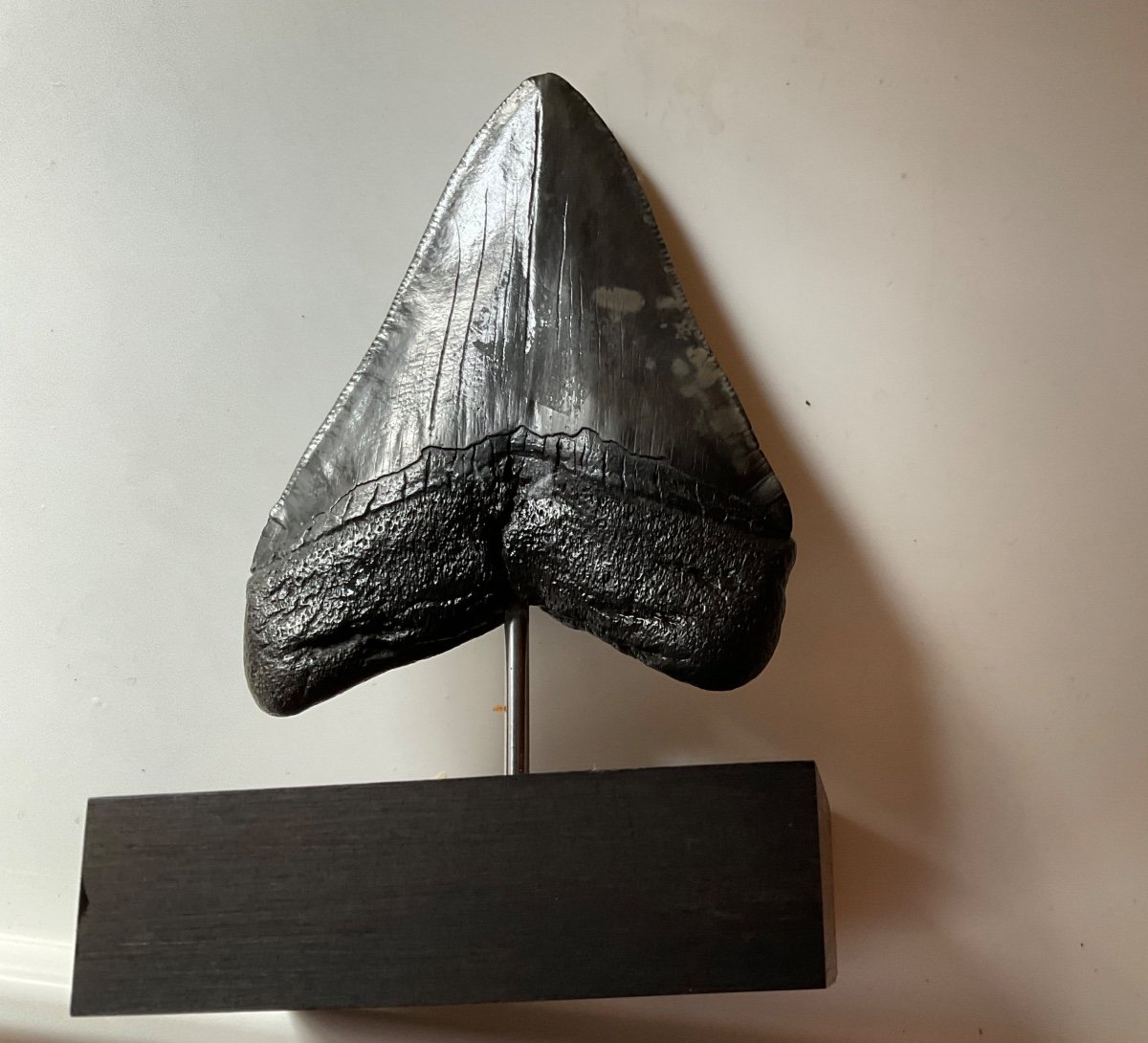 Curiosity Object Megalodon Tooth Mounted On Rosewood -photo-2