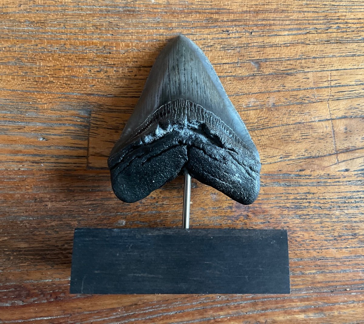 Curiosity Object Megalodon Tooth Mounted On Rosewood -photo-3