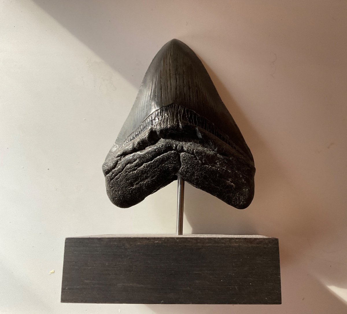 Curiosity Object Megalodon Tooth Mounted On Rosewood 