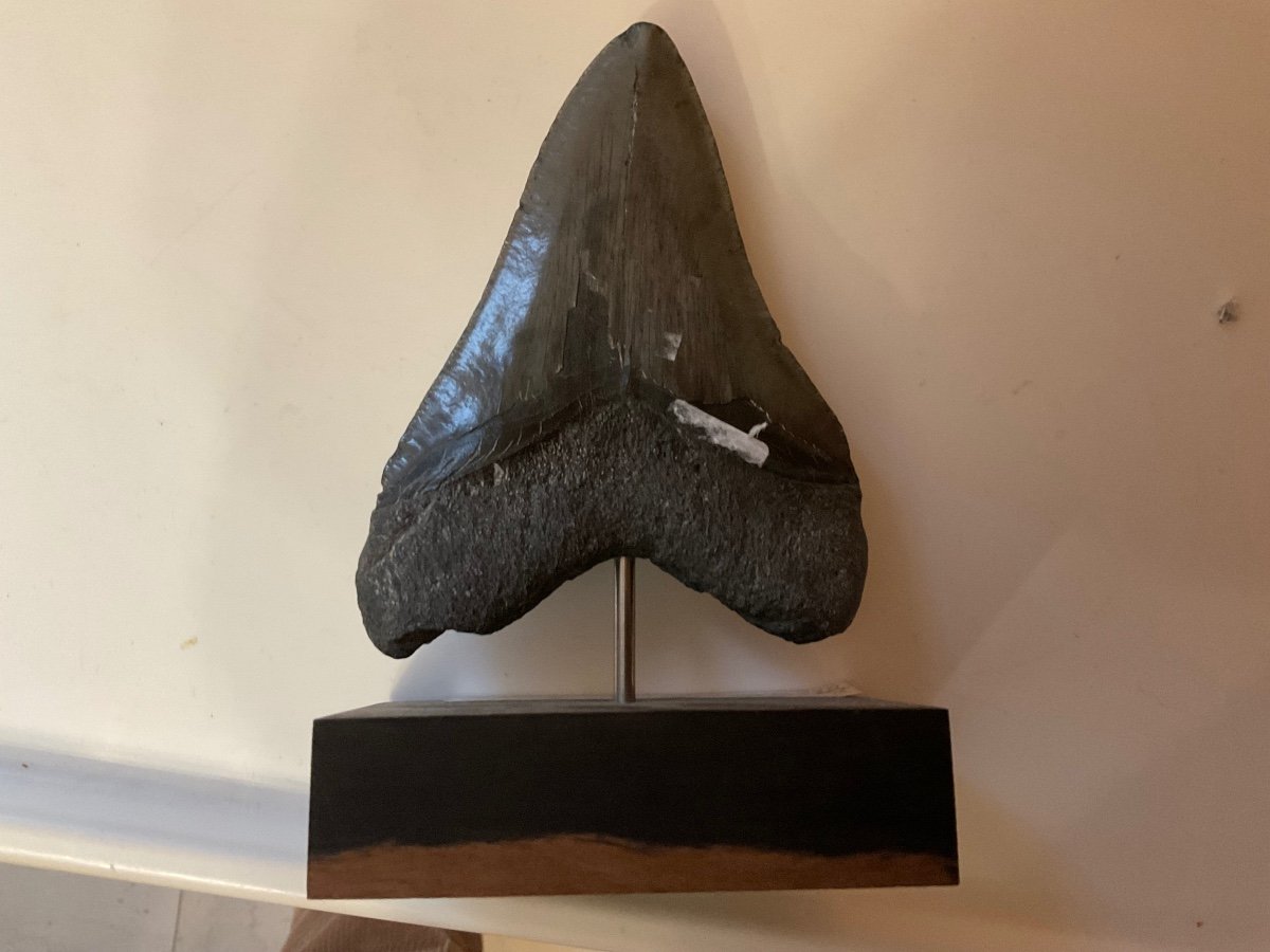 Dent De Megalodon 12cm Sur Socle Palissandre Cabinet De Curiosités -photo-2