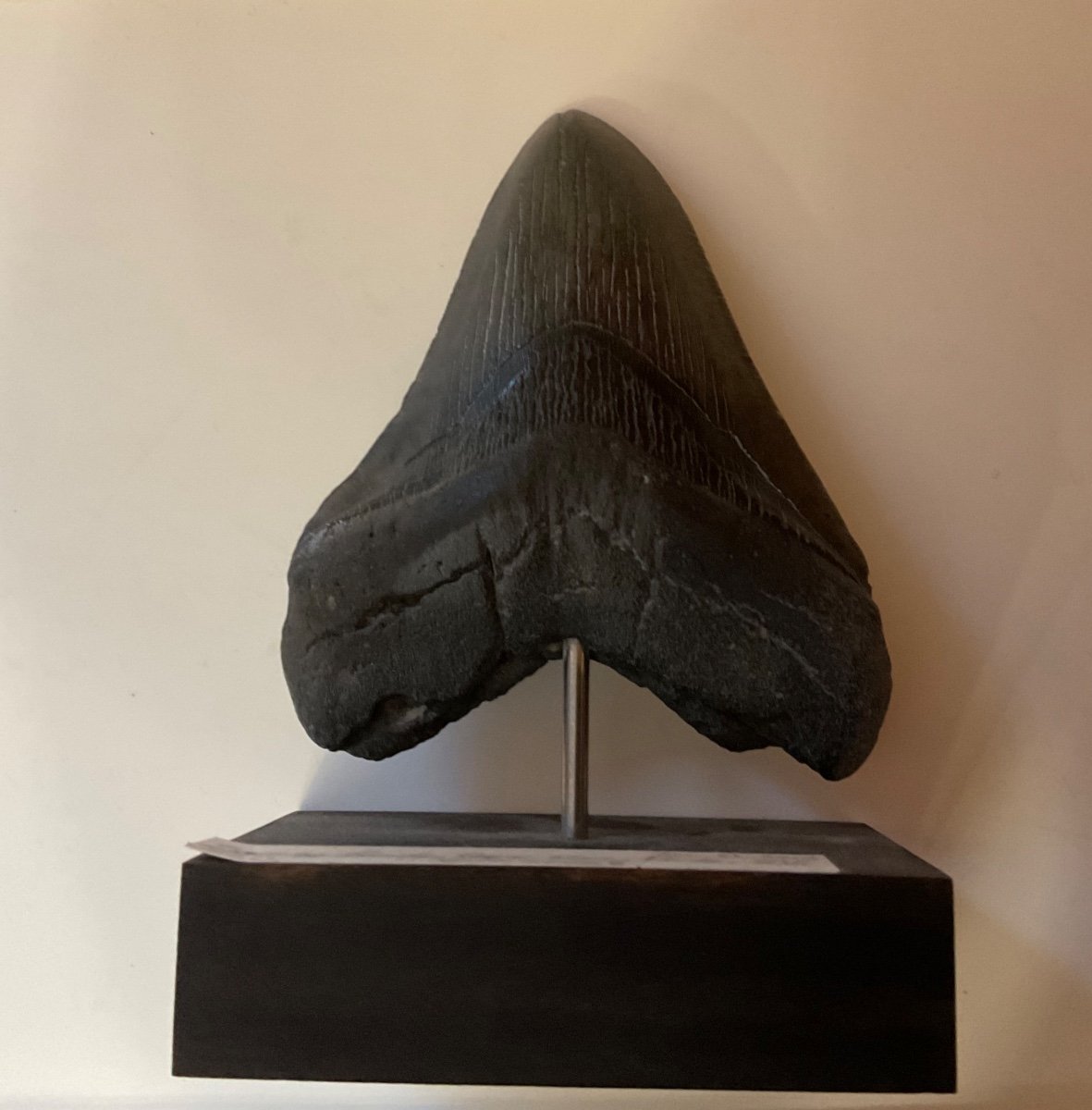 Dent De Megalodon 12cm Sur Socle Palissandre Cabinet De Curiosités -photo-3