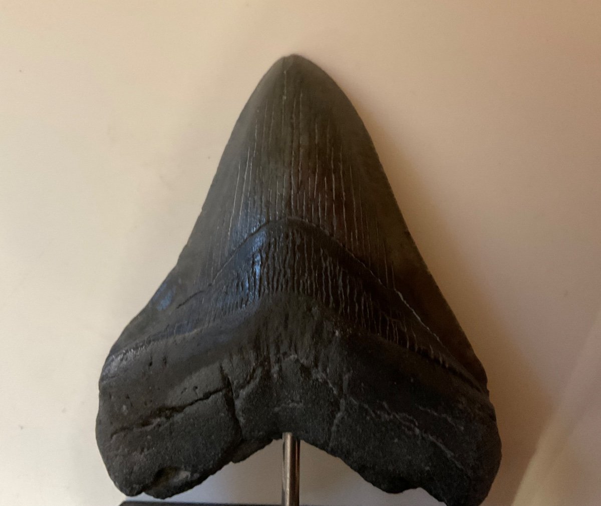 Dent De Megalodon 12cm Sur Socle Palissandre Cabinet De Curiosités 