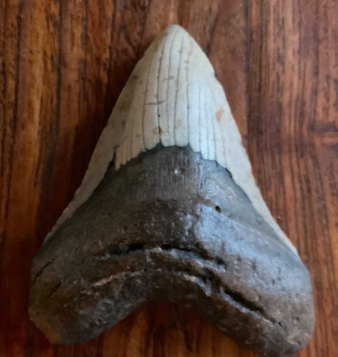 Last Megalodon Tooth For Sale Over 13 Cm-photo-2