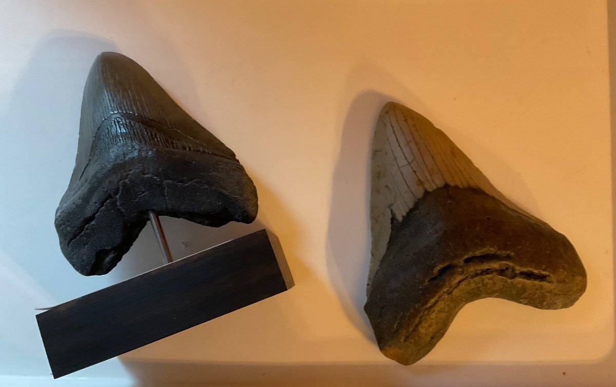 Last Megalodon Tooth For Sale Over 13 Cm-photo-3