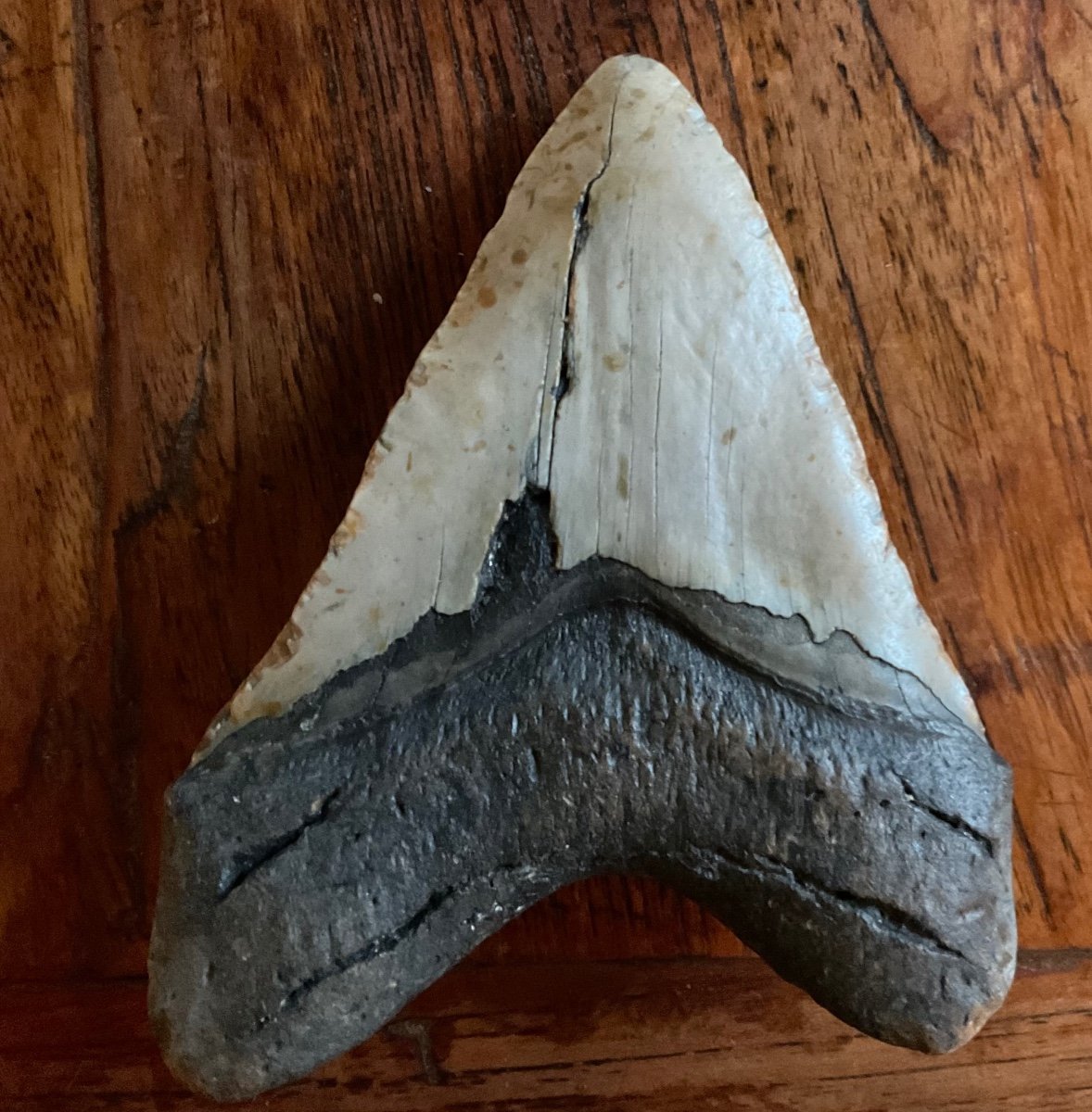 Last Megalodon Tooth For Sale Over 13 Cm-photo-4