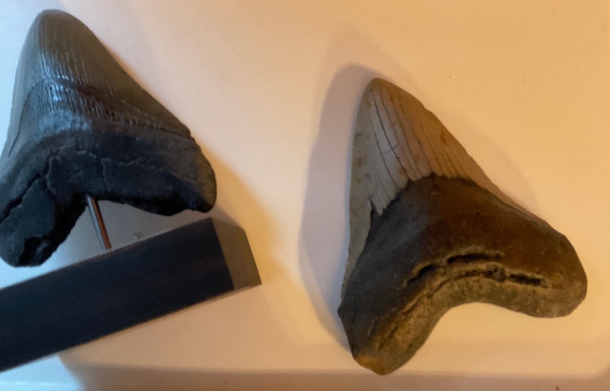 Last Megalodon Tooth For Sale Over 13 Cm-photo-1