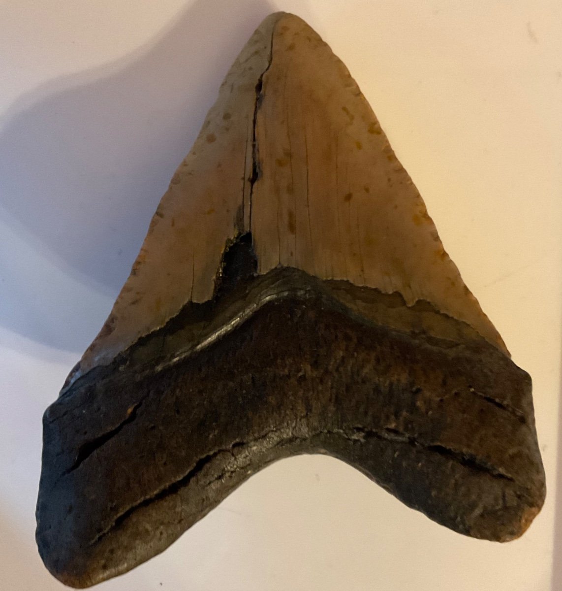 Last Megalodon Tooth For Sale Over 13 Cm-photo-2