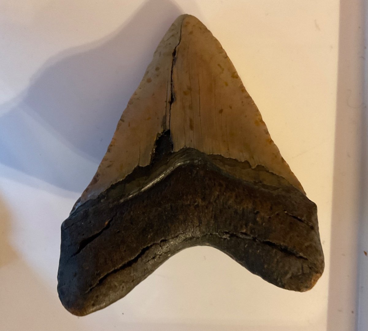 Last Megalodon Tooth For Sale Over 13 Cm