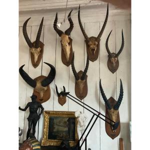 Set Of Eight Antelope And Buffalo Massacres Dates 1961