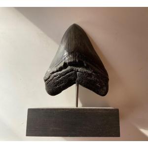 Curiosity Object Megalodon Tooth Mounted On Rosewood 