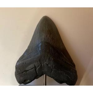 Dent De Megalodon 12cm Sur Socle Palissandre Cabinet De Curiosités 