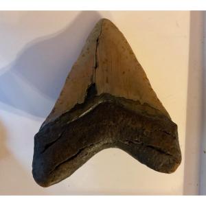 Last Megalodon Tooth For Sale Over 13 Cm