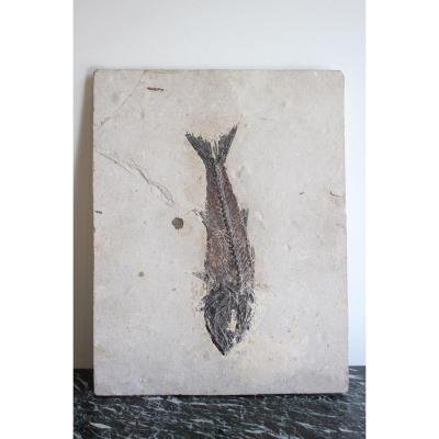 Fossile De Poisson Mioplosus Sur Calcaire